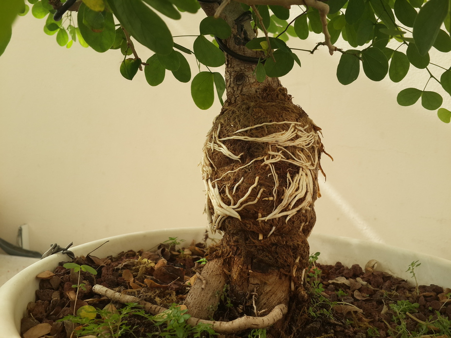 How to Air Layer a bonsai tree title=