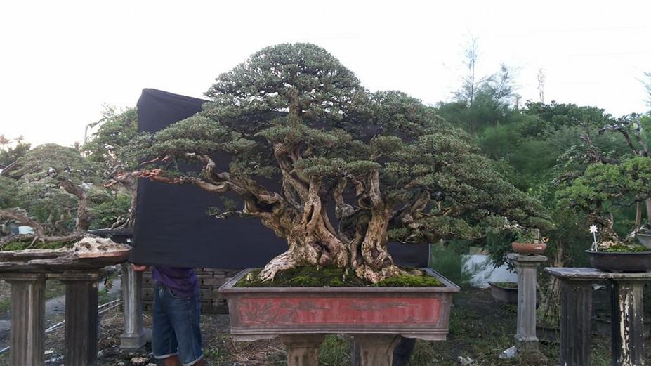 Big bonsai