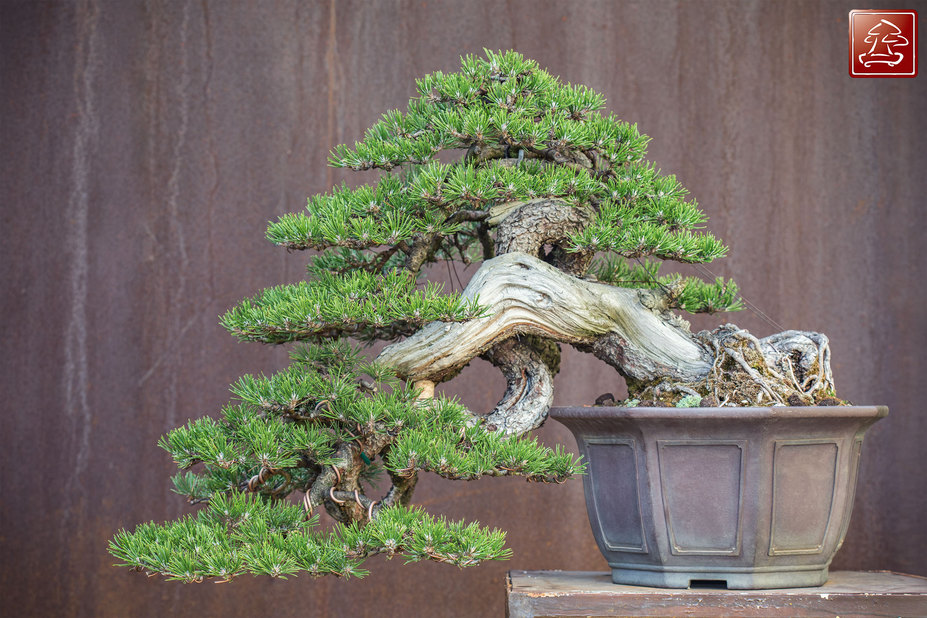 Pinus Mugo Cascade