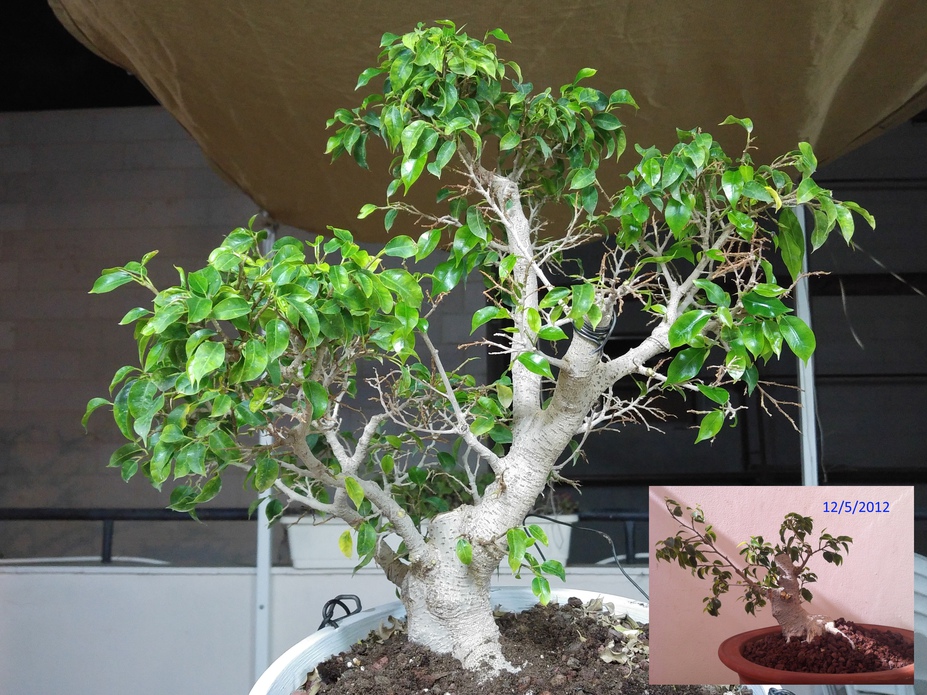 Ficus progression since 2010