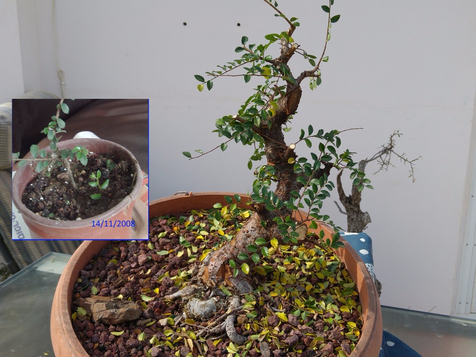 Ulmus parvifolia Hokkaido progression since 2008 title=