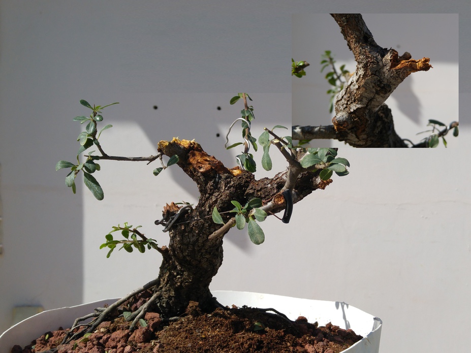 Carving a dead branch on a bonsai tree