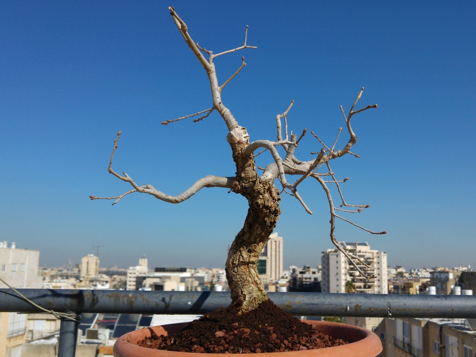 Yamadori oak bonsai since 2009 title=