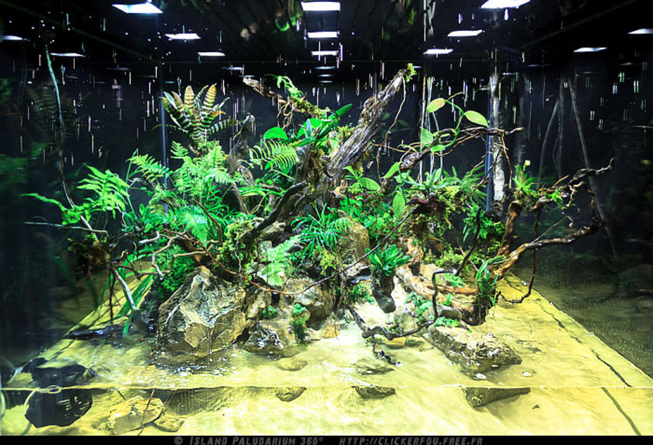 Building an island 360 Paludarium with artificial climate system