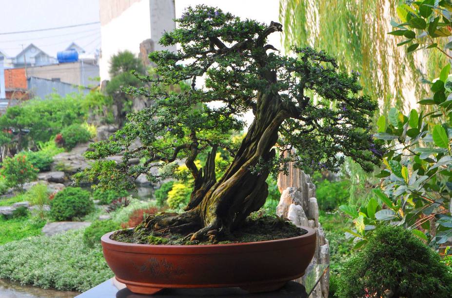 Natural bonsai tree