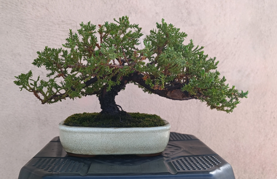 43 year old juniper pine