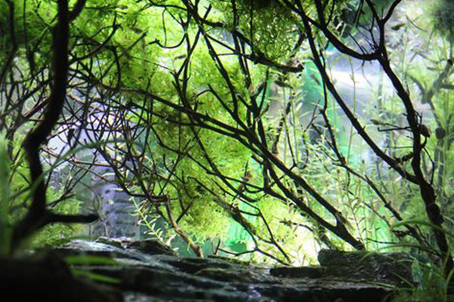 Mysterious Forest Small 2