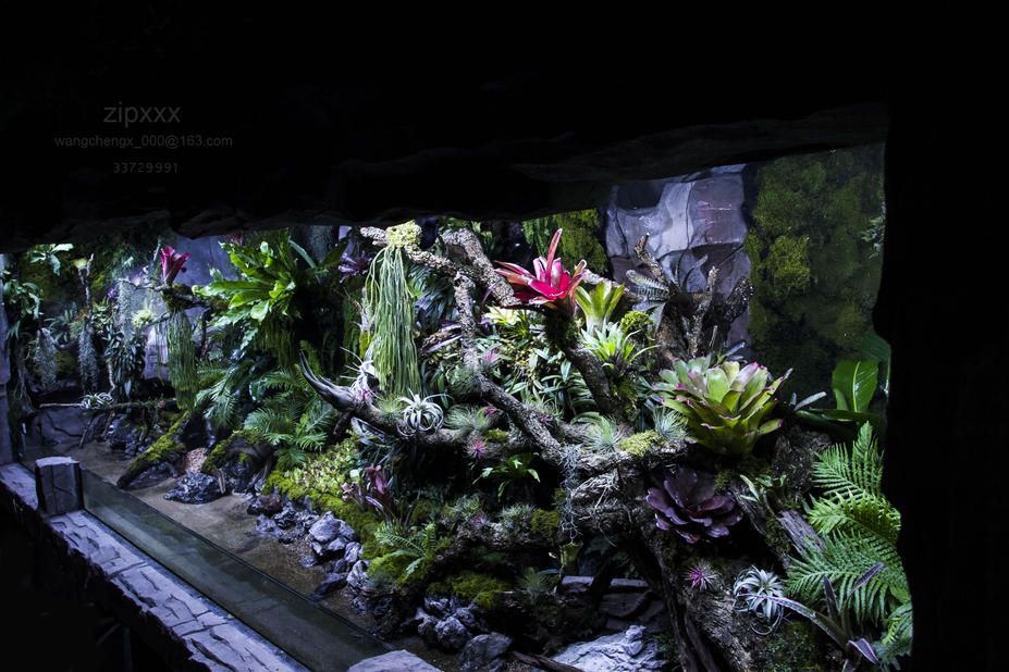 Giant Tropical forest Small 9