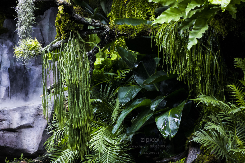 Giant Tropical forest Small 16