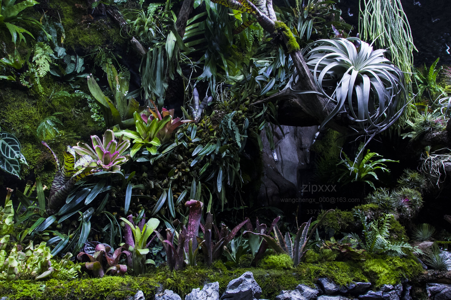 Giant Tropical forest Small 19