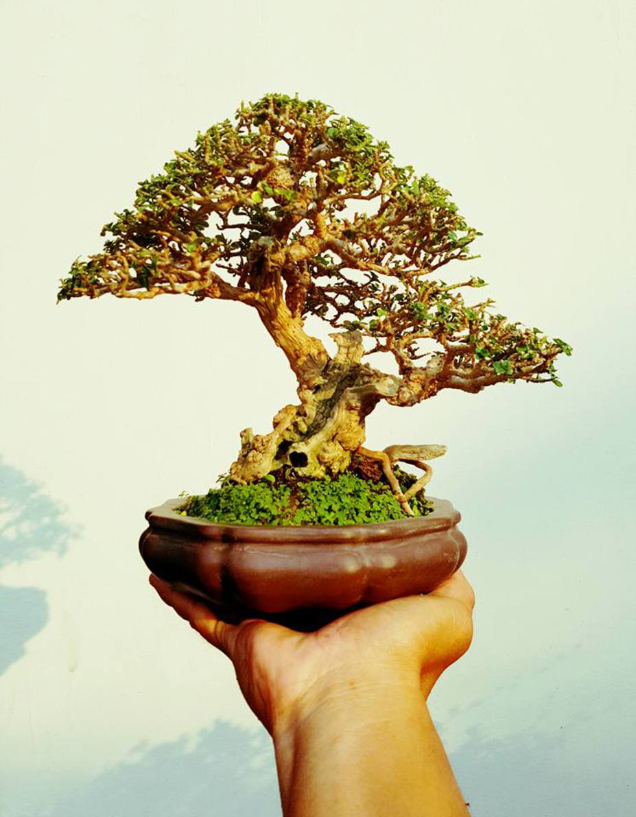 Miniscaping Little Mame  Bonsai  by Sonny Luna