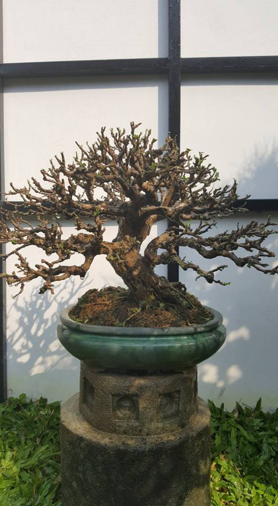 Natural bonsai Small 2