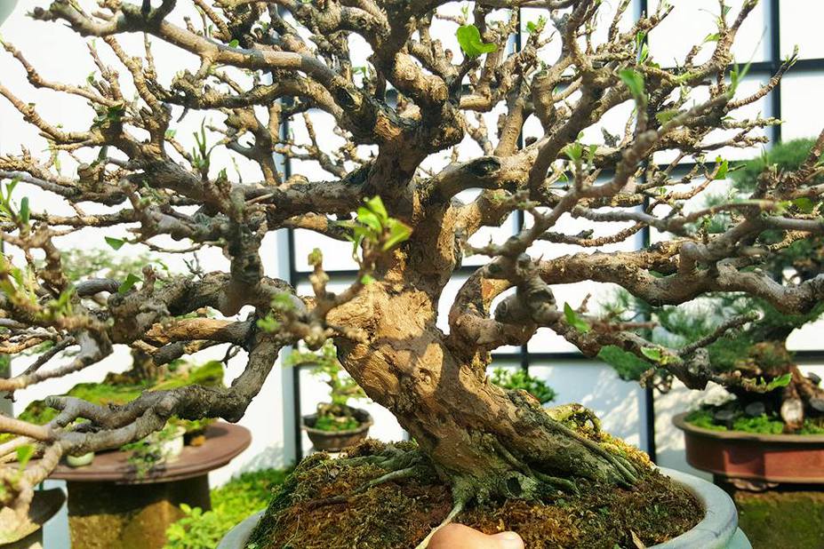 Natural bonsai Small 3