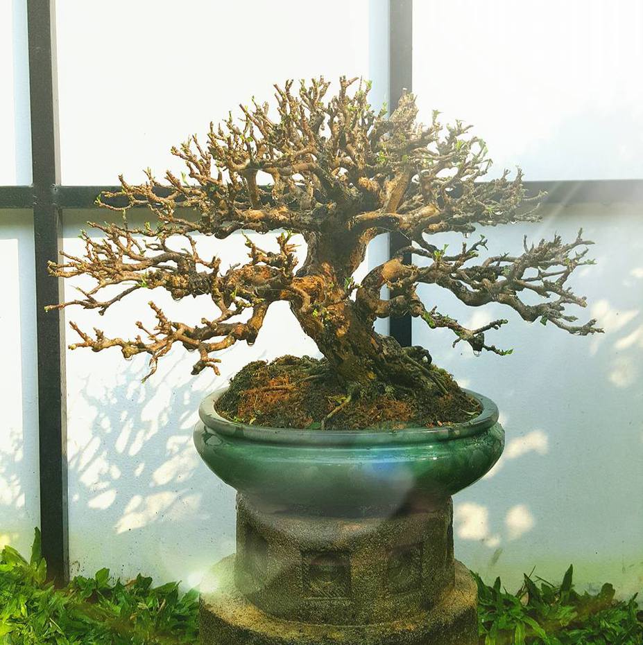 Natural bonsai Small 4