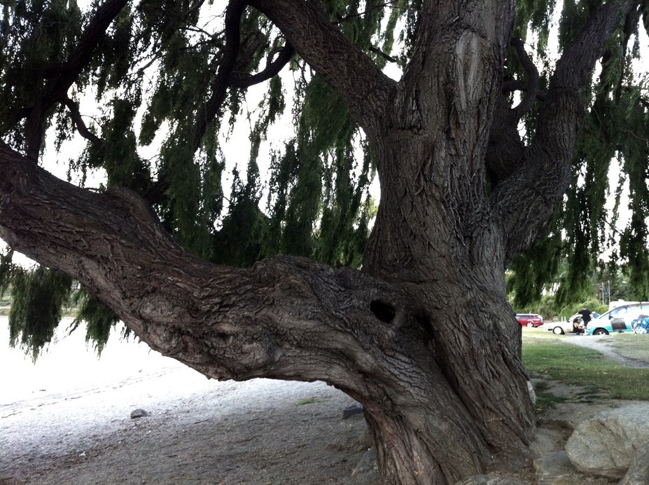 wanaka lake tree