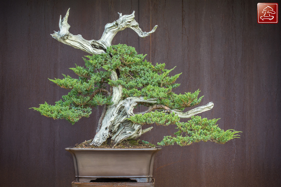 Juniperus - Tanuki