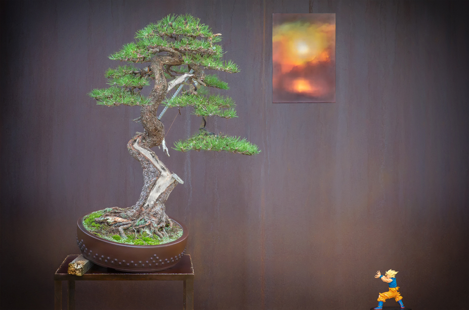 Pinus Mugo / First Styling 2015