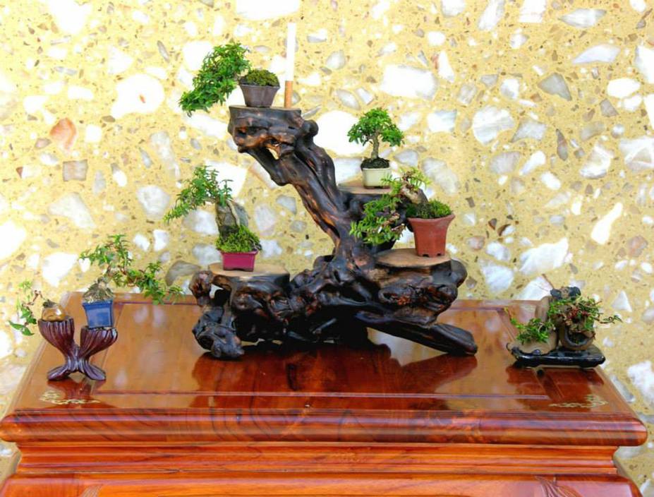 Miniature bonsai trees display