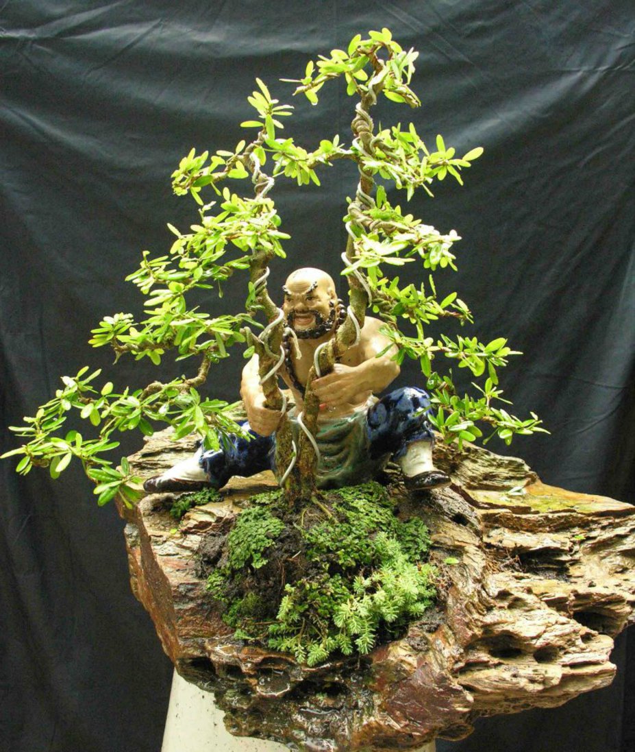 twin trunk miniature bonsai