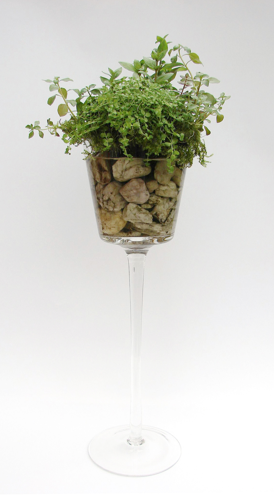 Plant-Cocktail