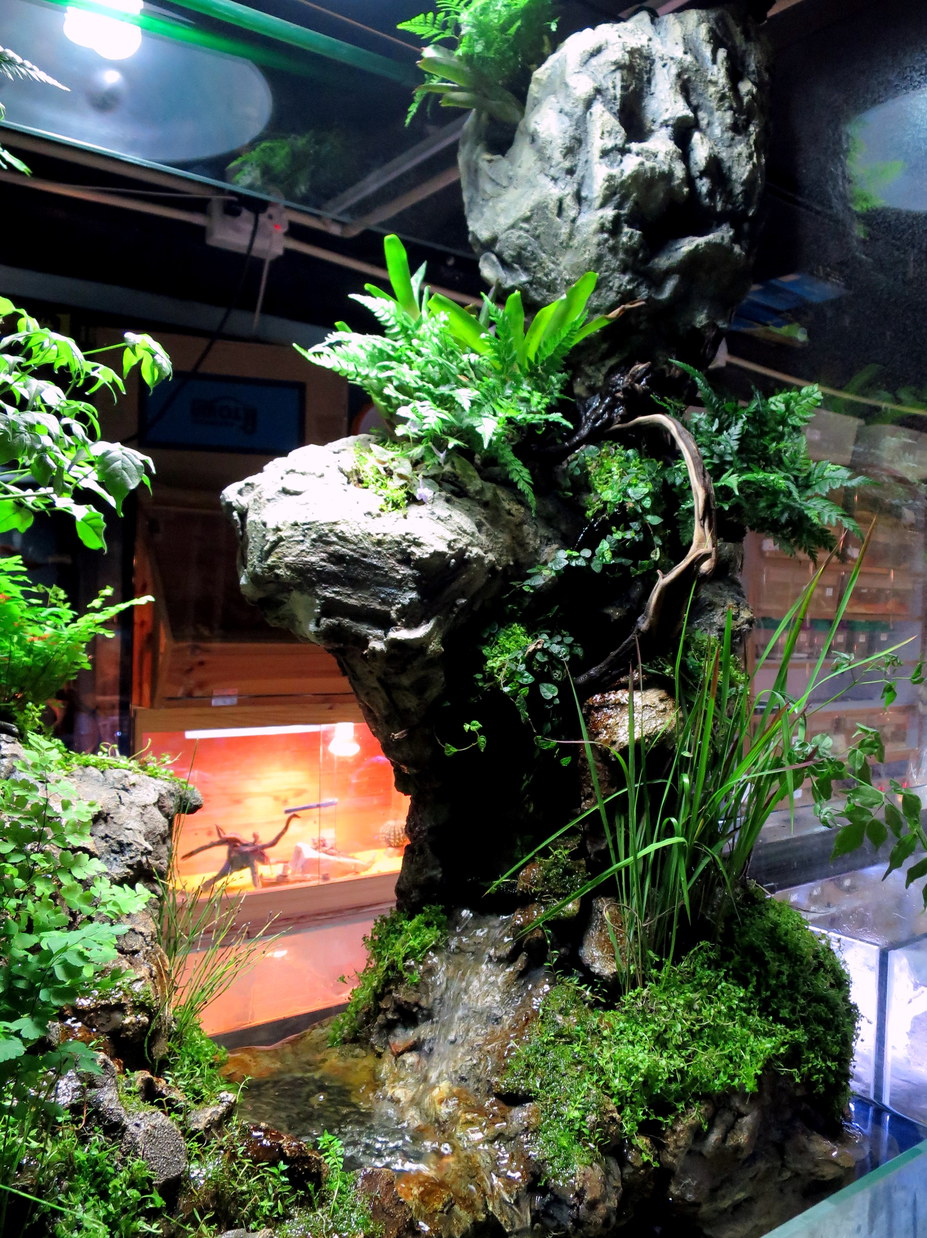 paludarium terrarium miniscaping fish vivarium tank plants cave paludariums fall aquarium ponds build reptile mak arthur terrariums moss cage backgrounds