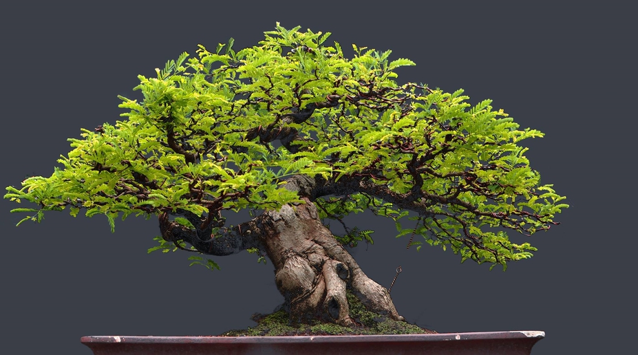 Tamarind tree bonsai