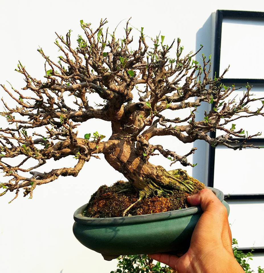 Natural bonsai Small 