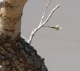 Quercus bonsai development since 2014