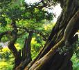 Natural bonsai tree